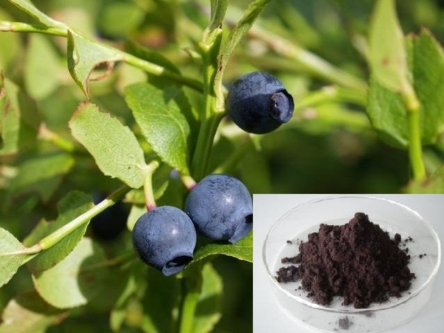 bilberry extract-anthocyanidin